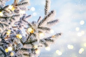 Coming Up: Festival Of Trees