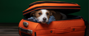 dog hiding in luggage