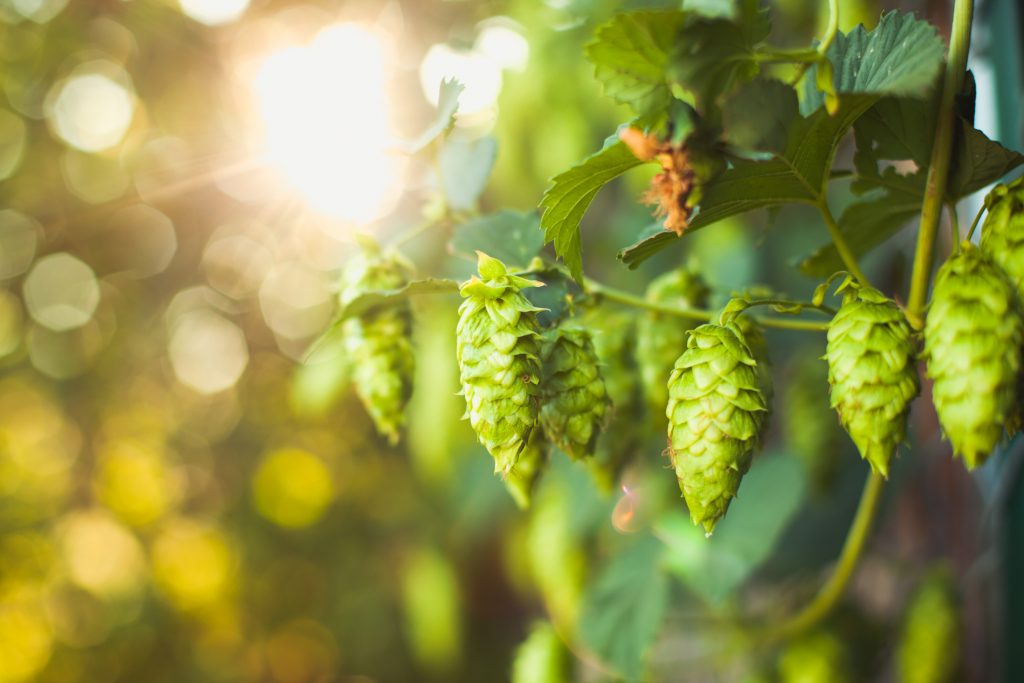 Coming up: Fresh Hop Ale Festival