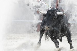 Coming Up: Marvelous Xtreme Bull Madness