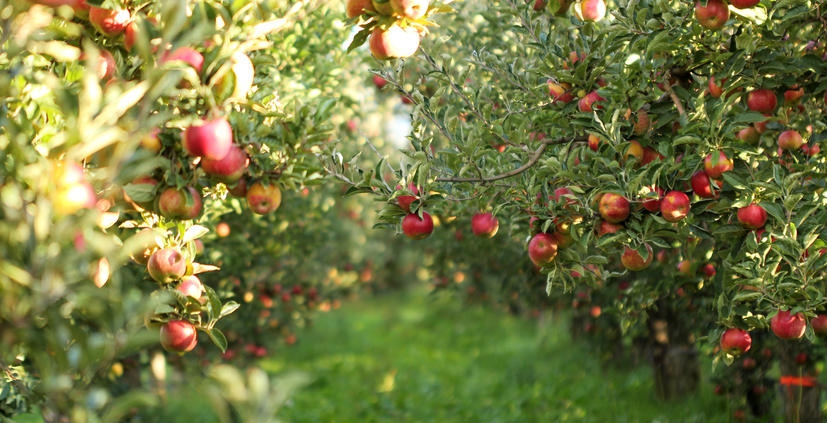 Visit These Yakima Orchards For Fresh Produce - Ledgestone Hotels